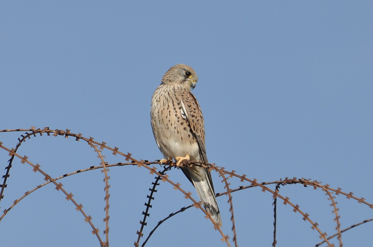 tårnfalk - ML647172755