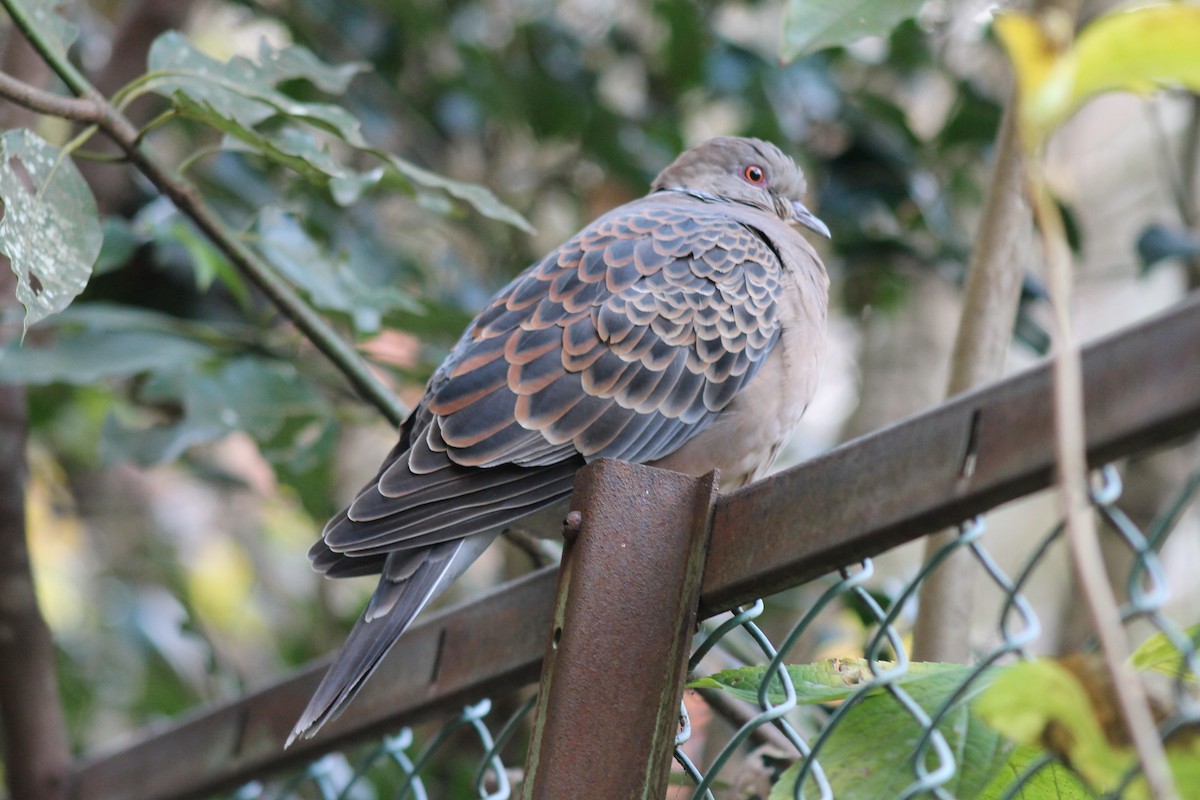 Oriental Turtle-Dove - ML647172765