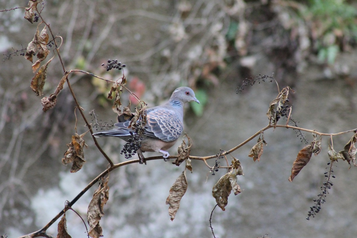 Oriental Turtle-Dove - ML647172766