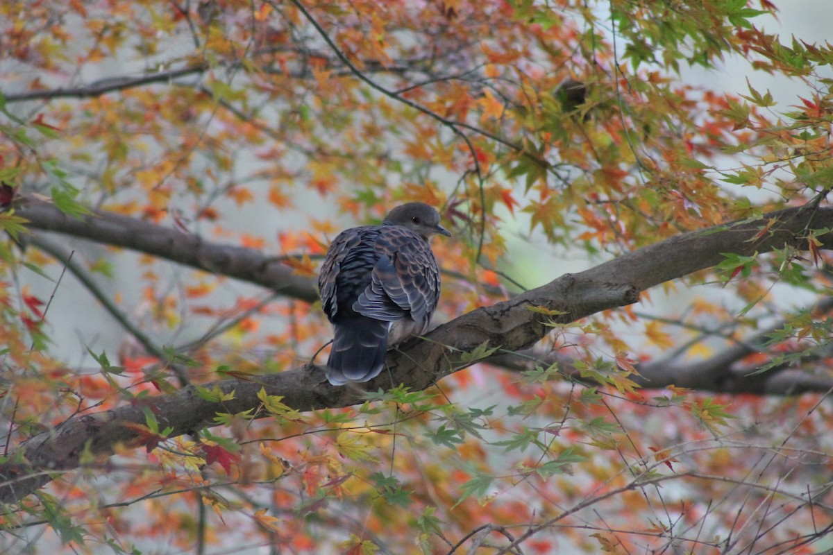 Oriental Turtle-Dove - ML647172767