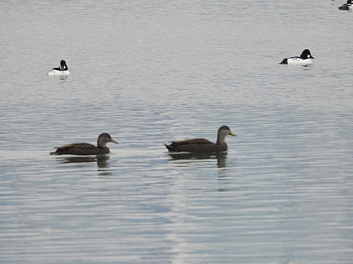 American Black Duck - ML647172784