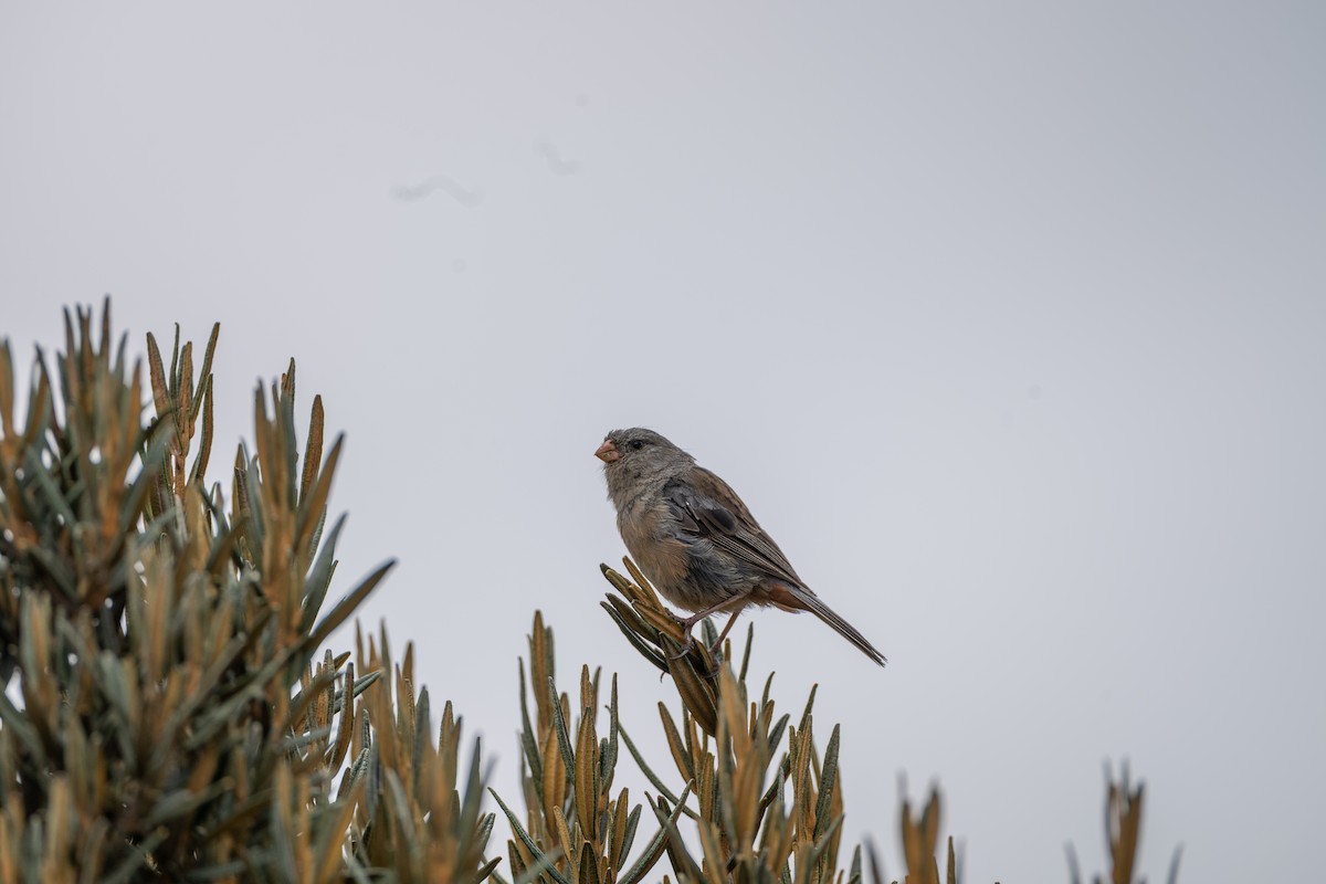 Plain-colored Seedeater - ML647172799