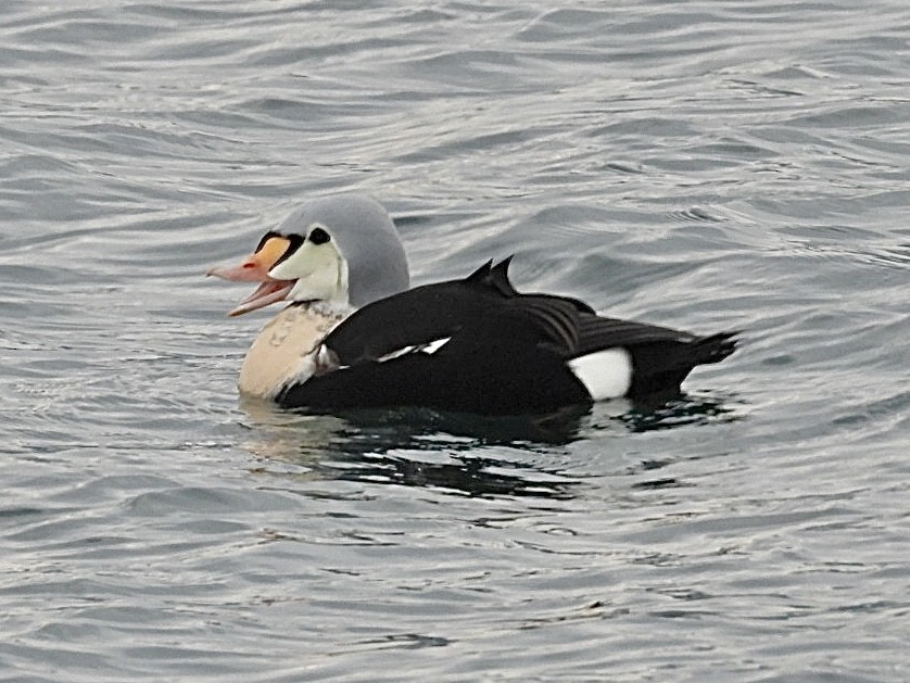 King Eider - ML647172816