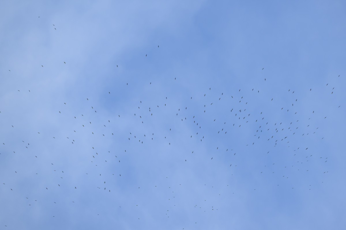 White-collared Swift - ML647172825