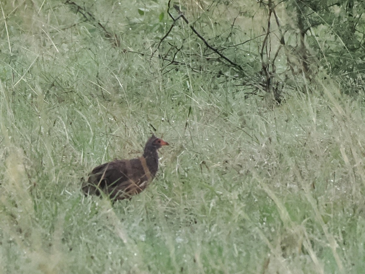 Dere Turacı - ML647172828