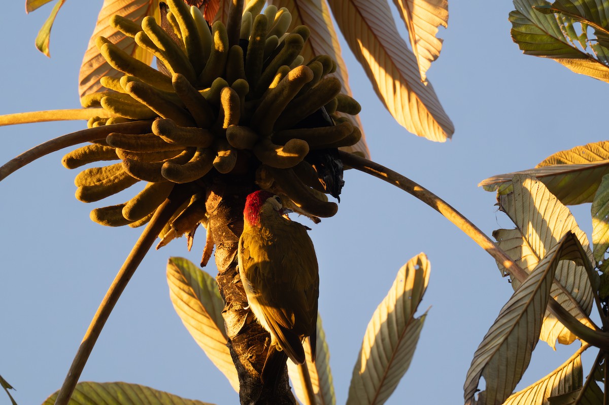 Golden-olive Woodpecker - ML647172830