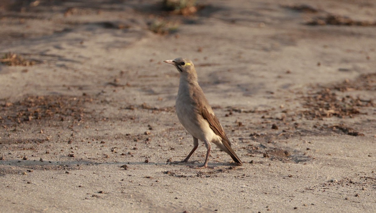 Wattled Starling - ML647172835