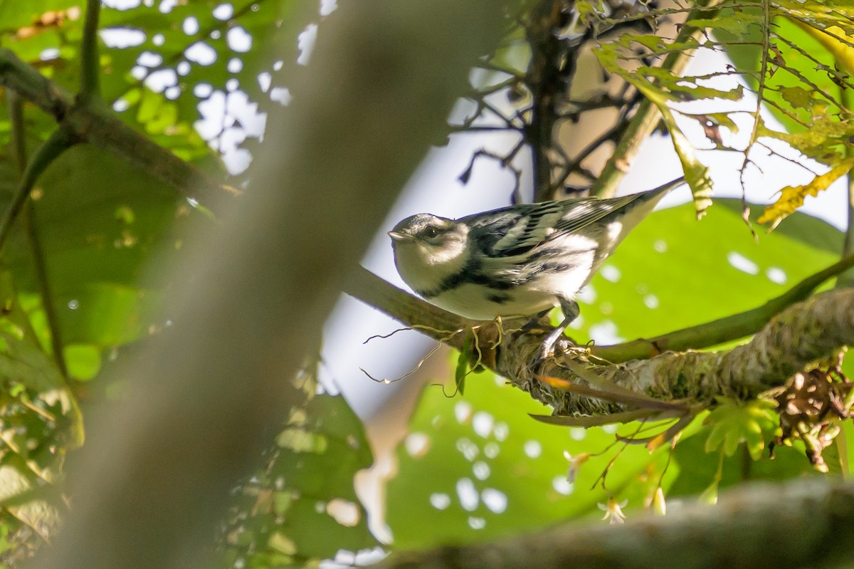 Cerulean Warbler - ML647172843