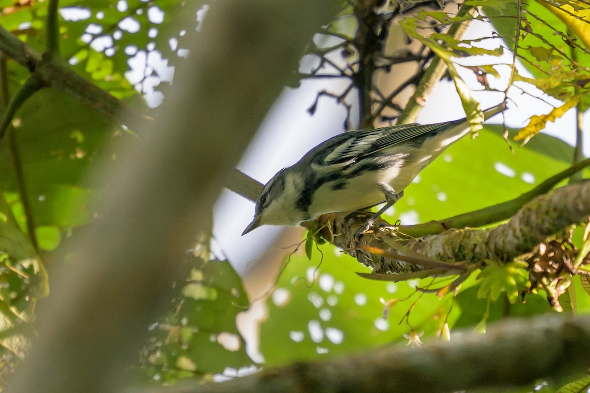 Cerulean Warbler - ML647172844