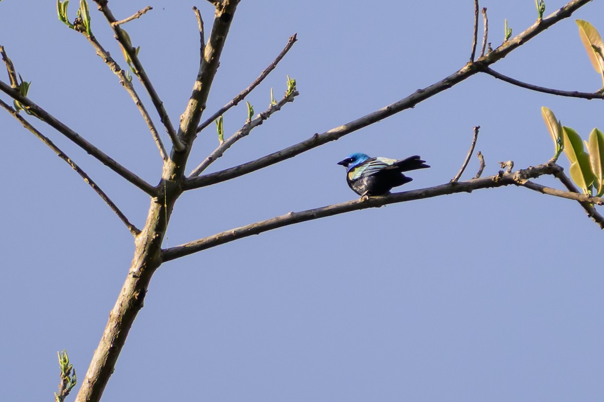 Лазурноголовая танагра - ML647172847