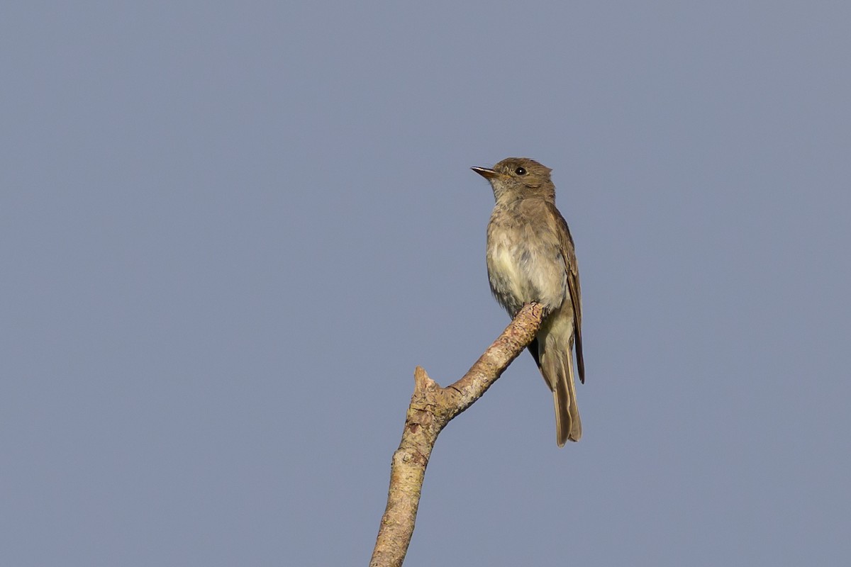 Pioui de l'Ouest - ML647172858