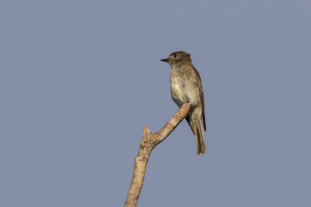 Pioui de l'Ouest - ML647172859