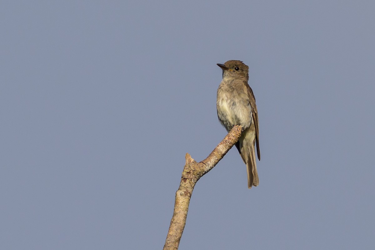 Pioui de l'Ouest - ML647172860