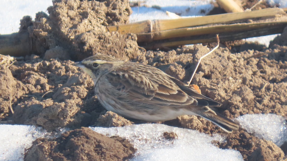 Horned Lark - ML647172873