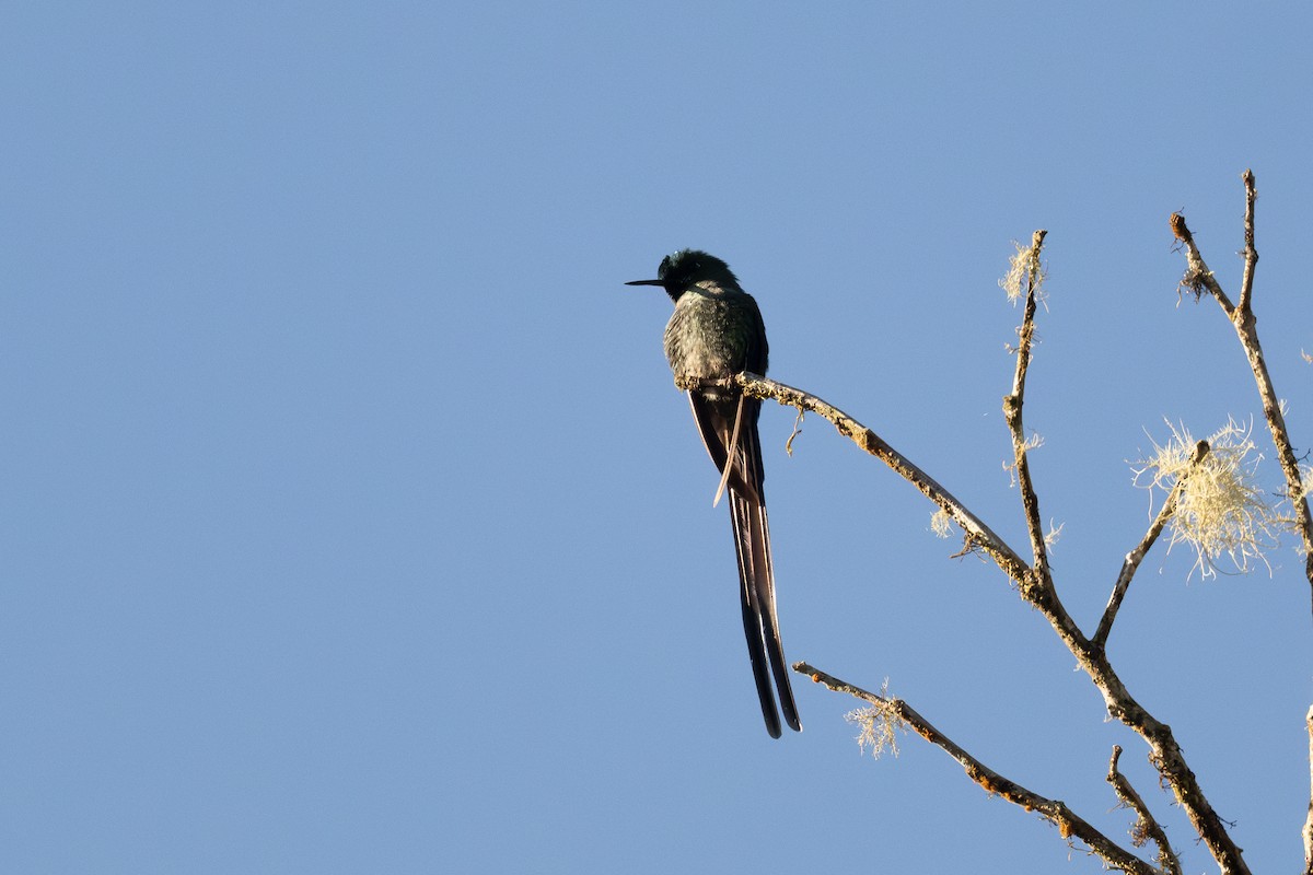 Long-tailed Sylph - ML647172894