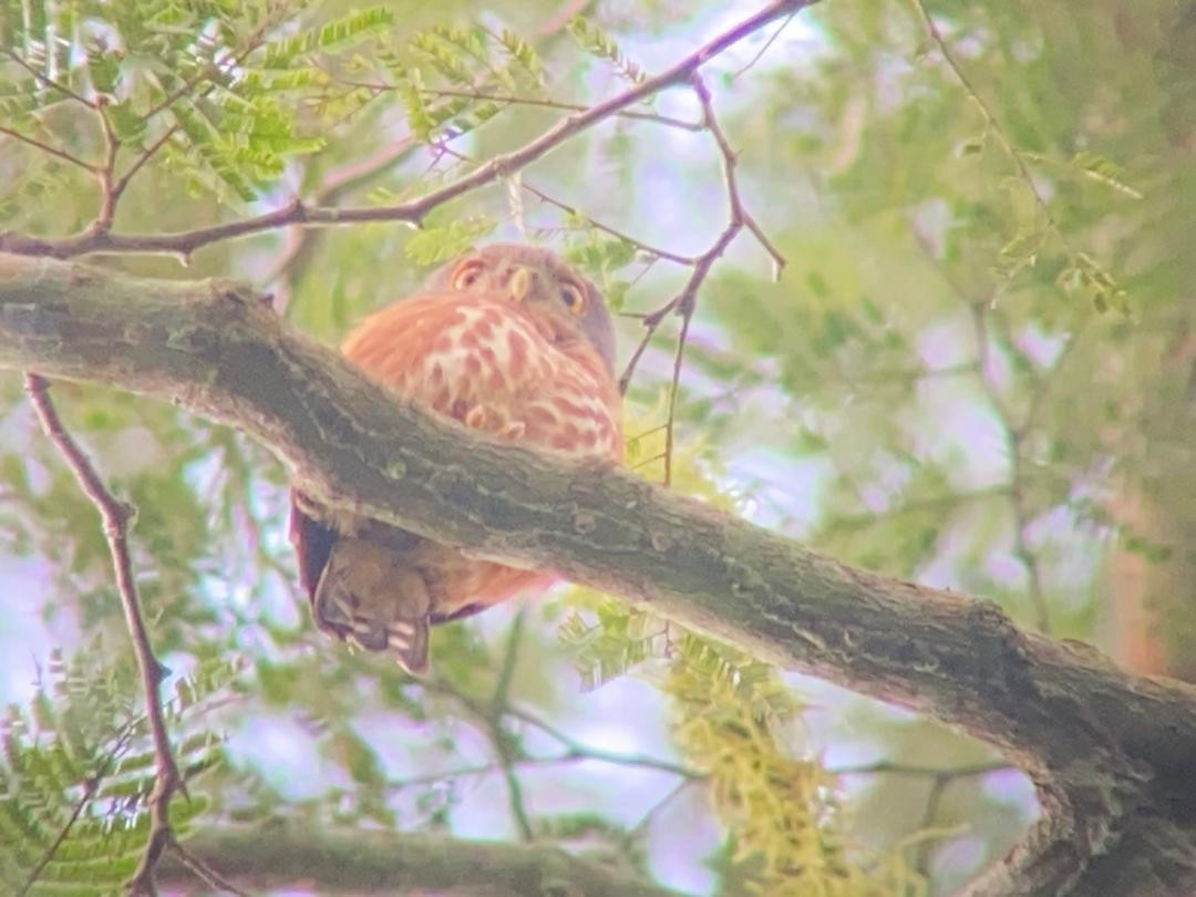 kulíšek rezavoprsý - ML647172897