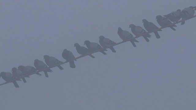 Голуб сизий (міський) - ML647172905