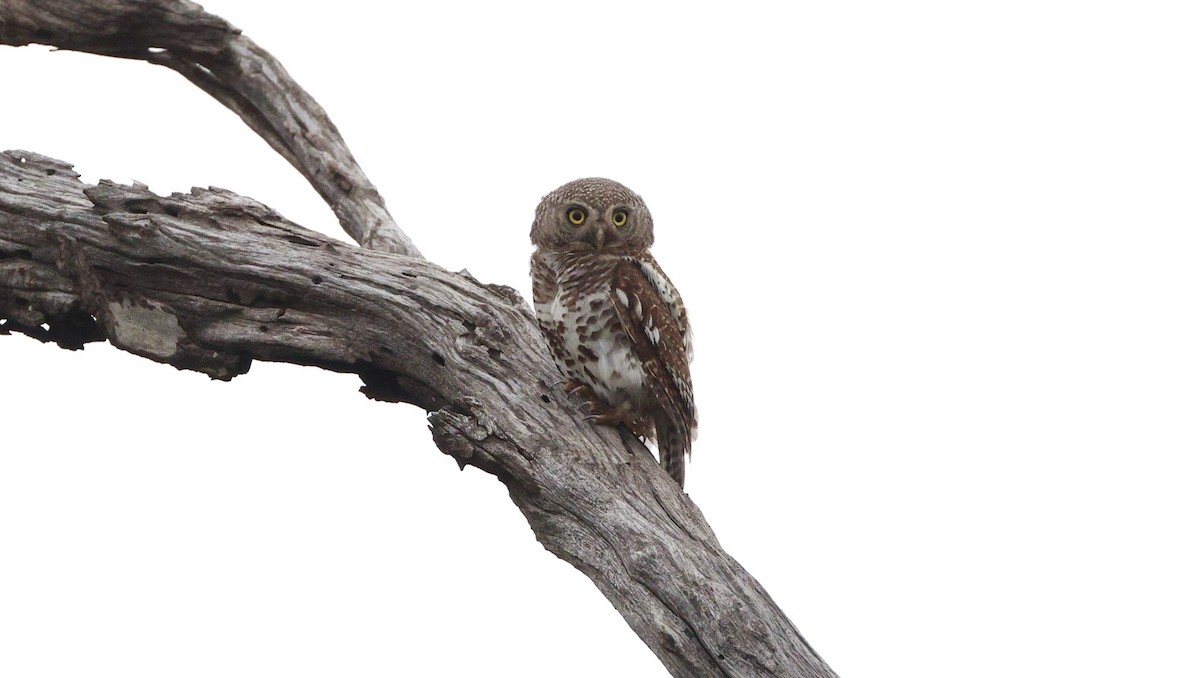 Pearl-spotted Owlet - ML647172910