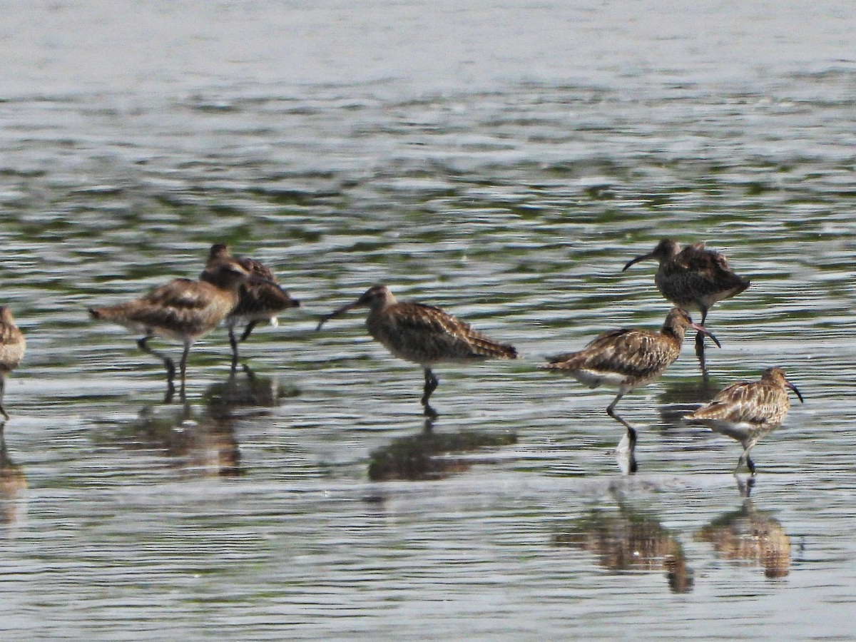 koliha malá - ML647172911