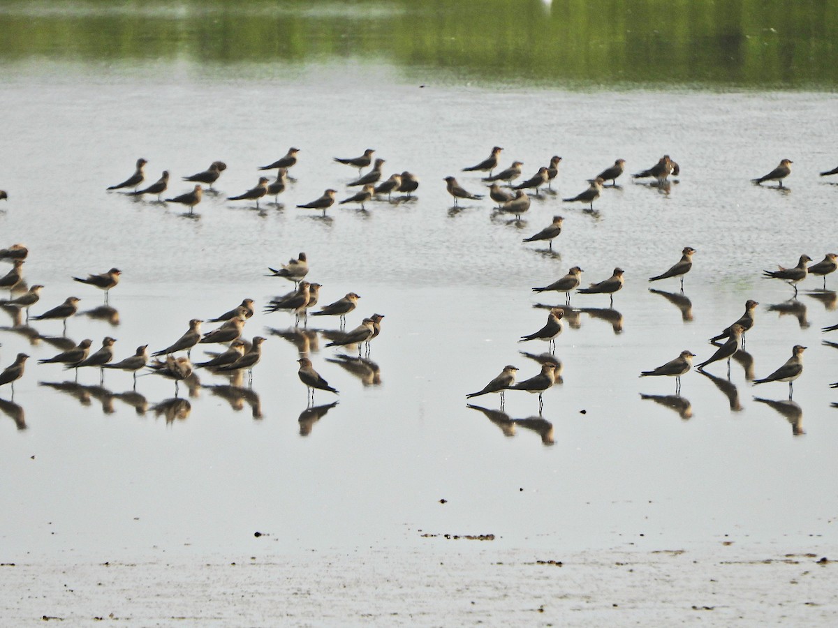 ouhorlík stepní - ML647172931