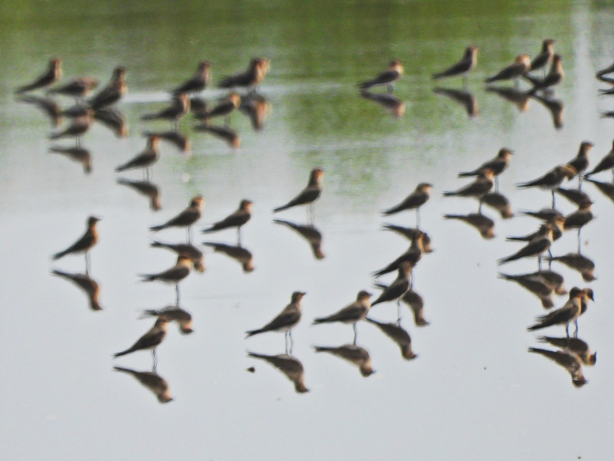 ouhorlík stepní - ML647172938