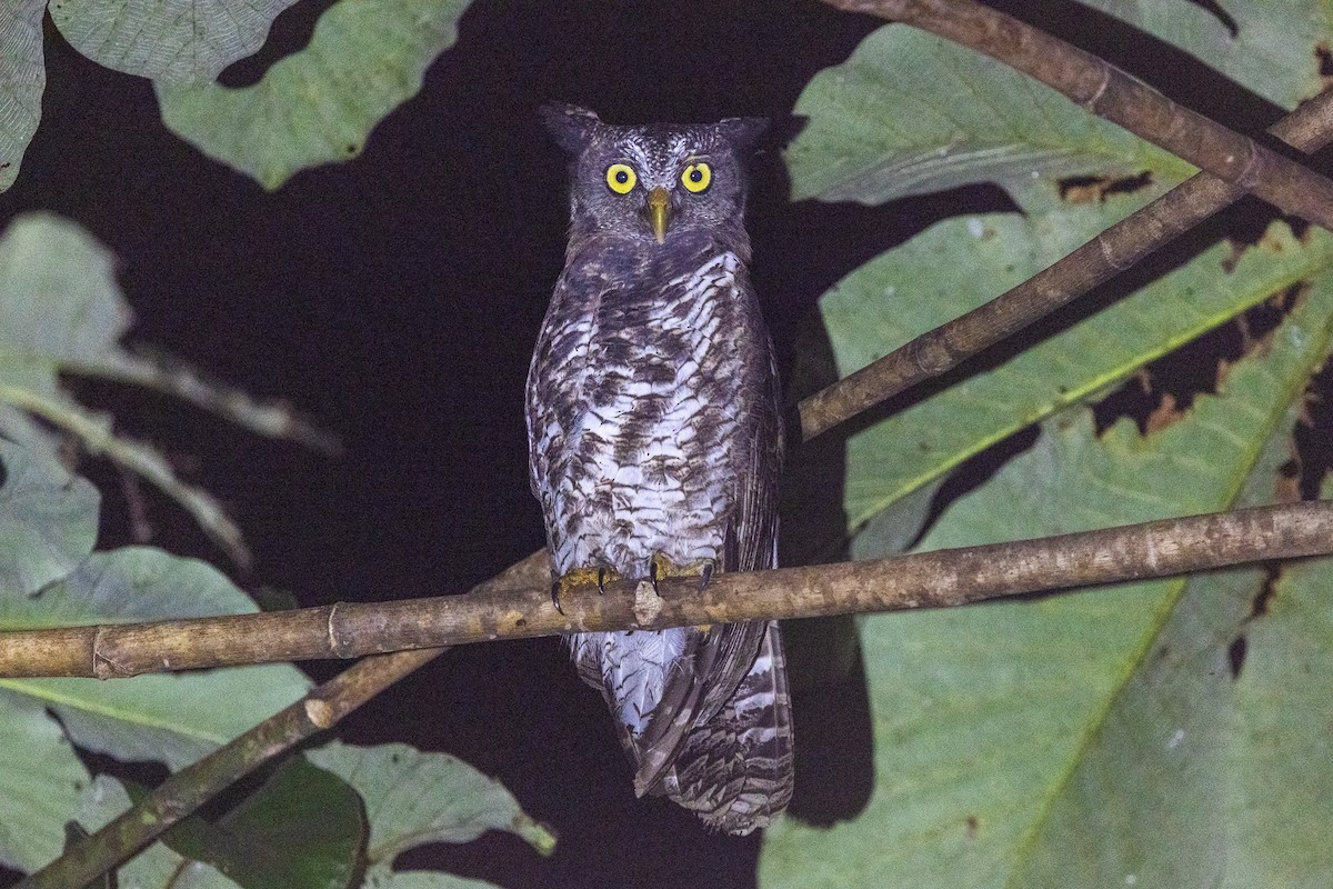 ketupa skvrnitá - ML647172966