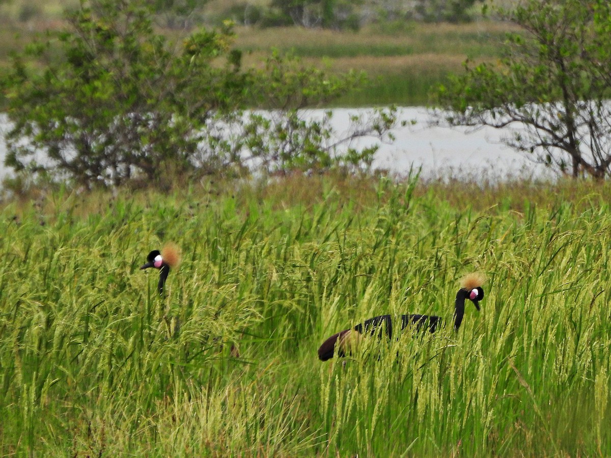 jeřáb paví - ML647172972