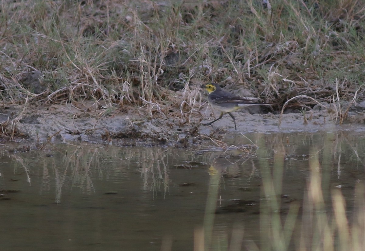 Citrine Wagtail - ML647172973