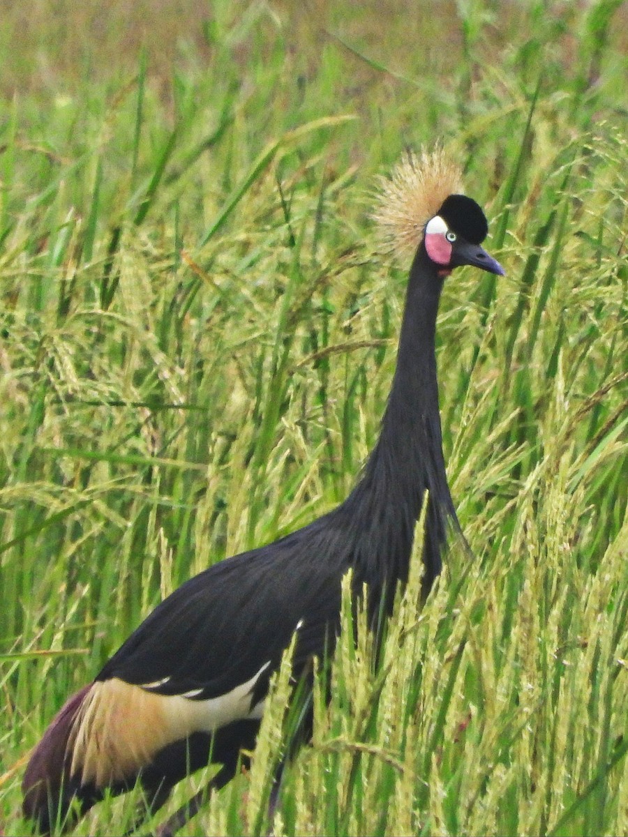 jeřáb paví - ML647172976