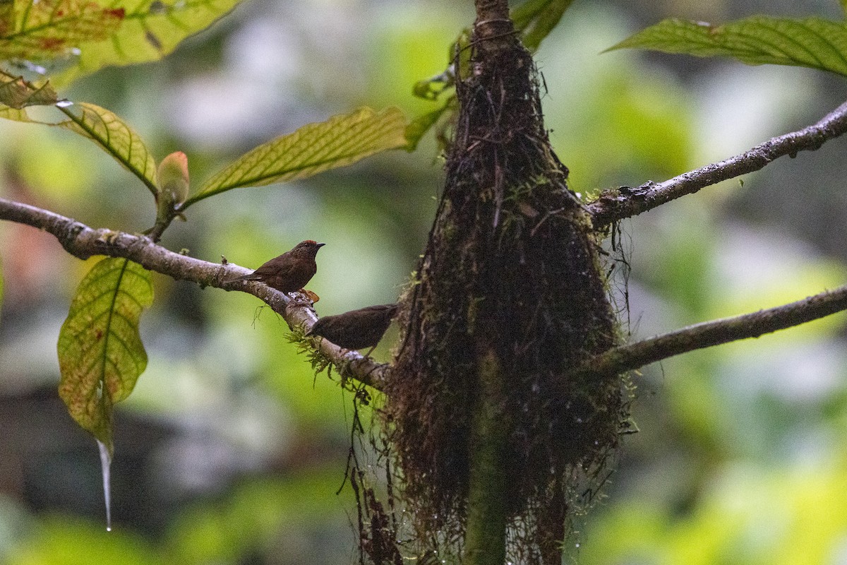 Red-fronted Antpecker - ML647172987