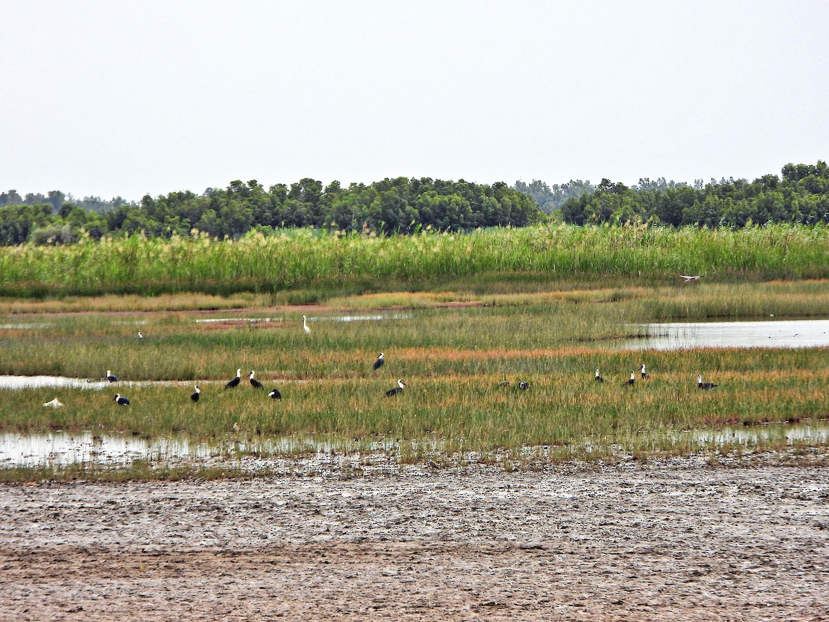 čáp černočelý - ML647172990