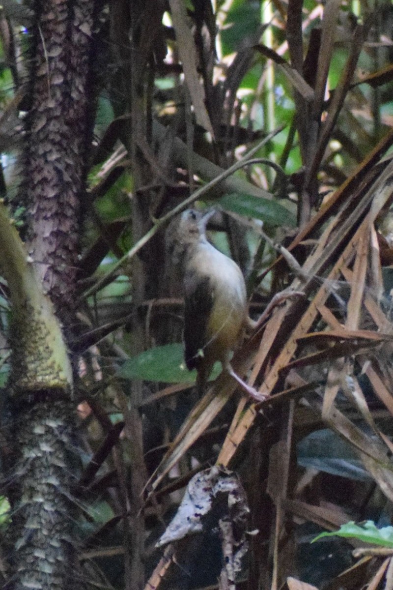 Краснохвостый шелкопёр - ML647172991