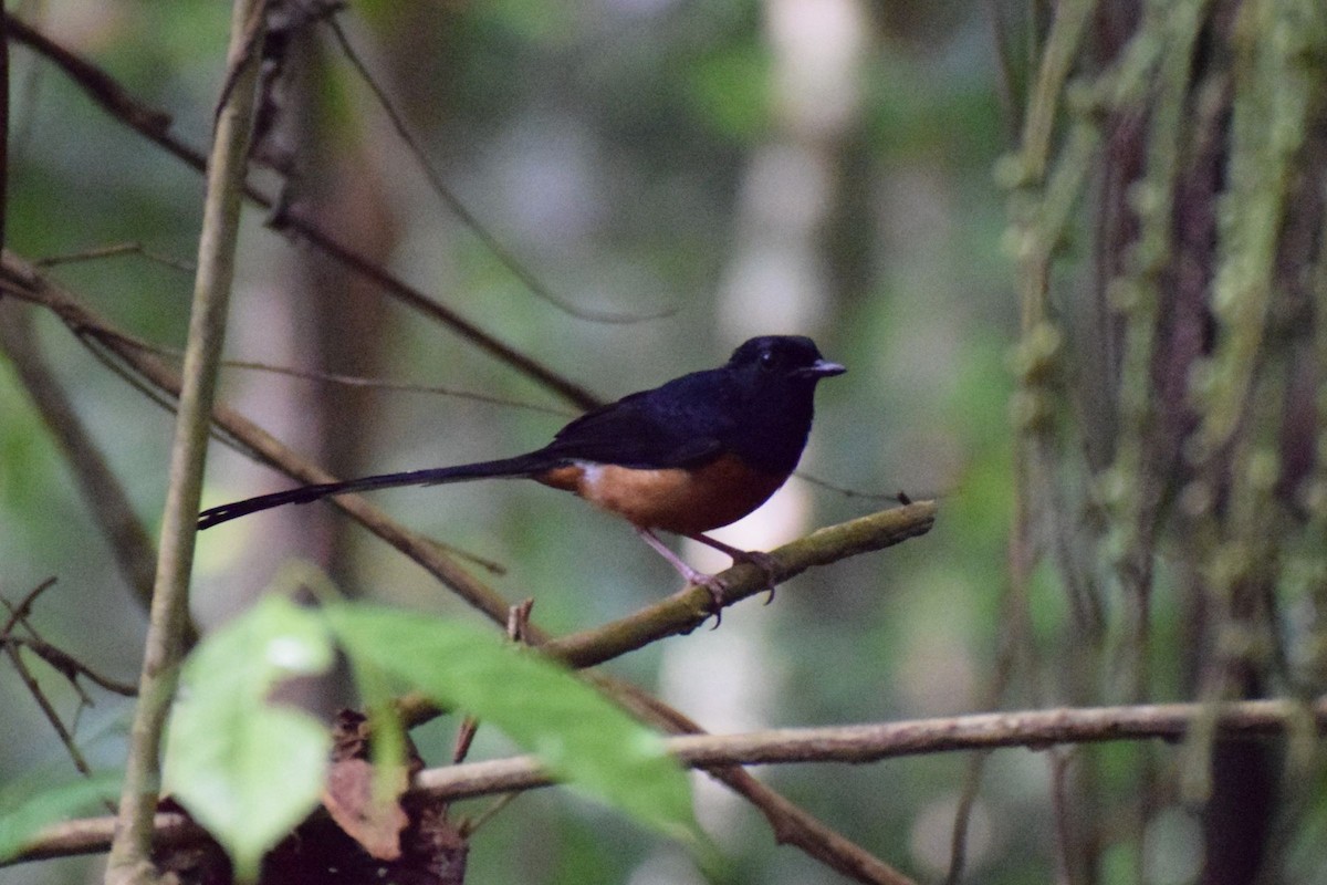 White-rumped Shama - ML647172992