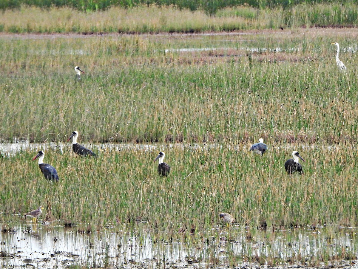 čáp černočelý - ML647172995