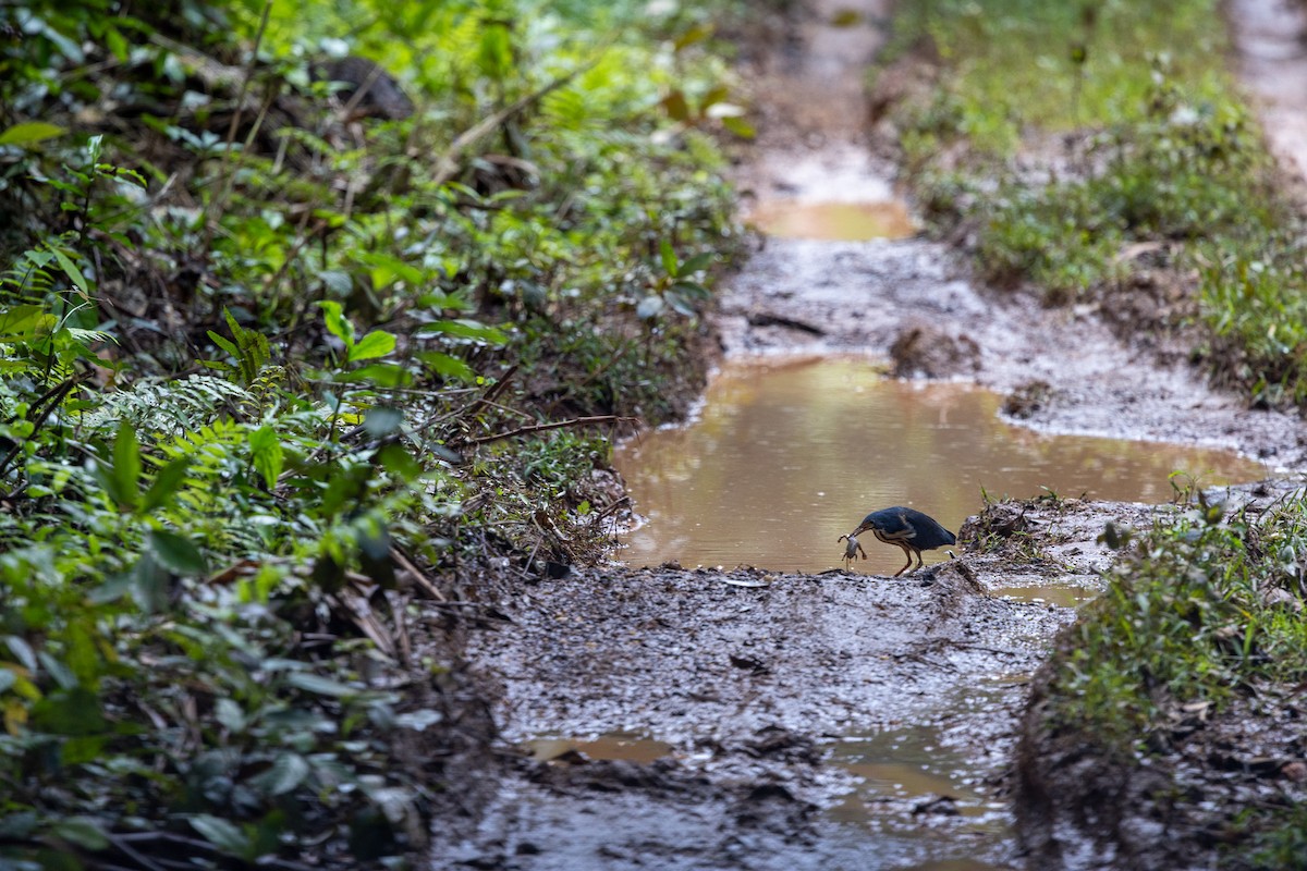 bukáček trpasličí - ML647173024