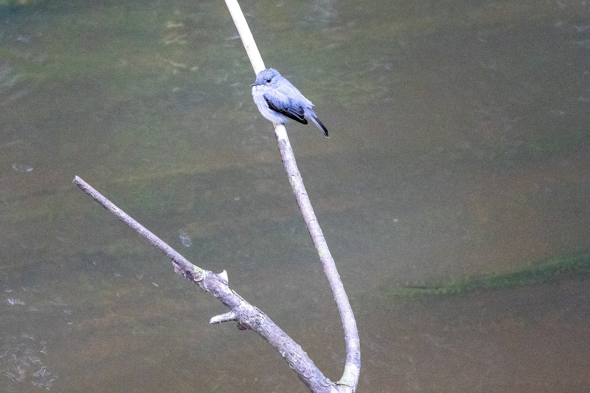 Cassin's Flycatcher - ML647173047