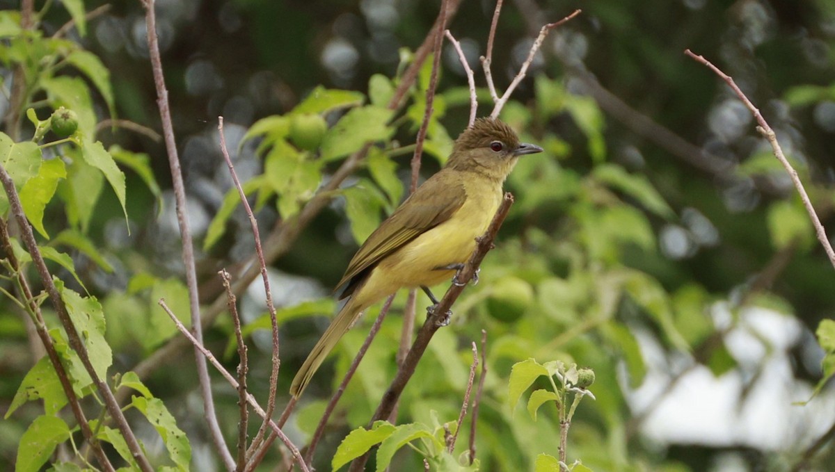 Yellow-bellied Greenbul - ML647173057