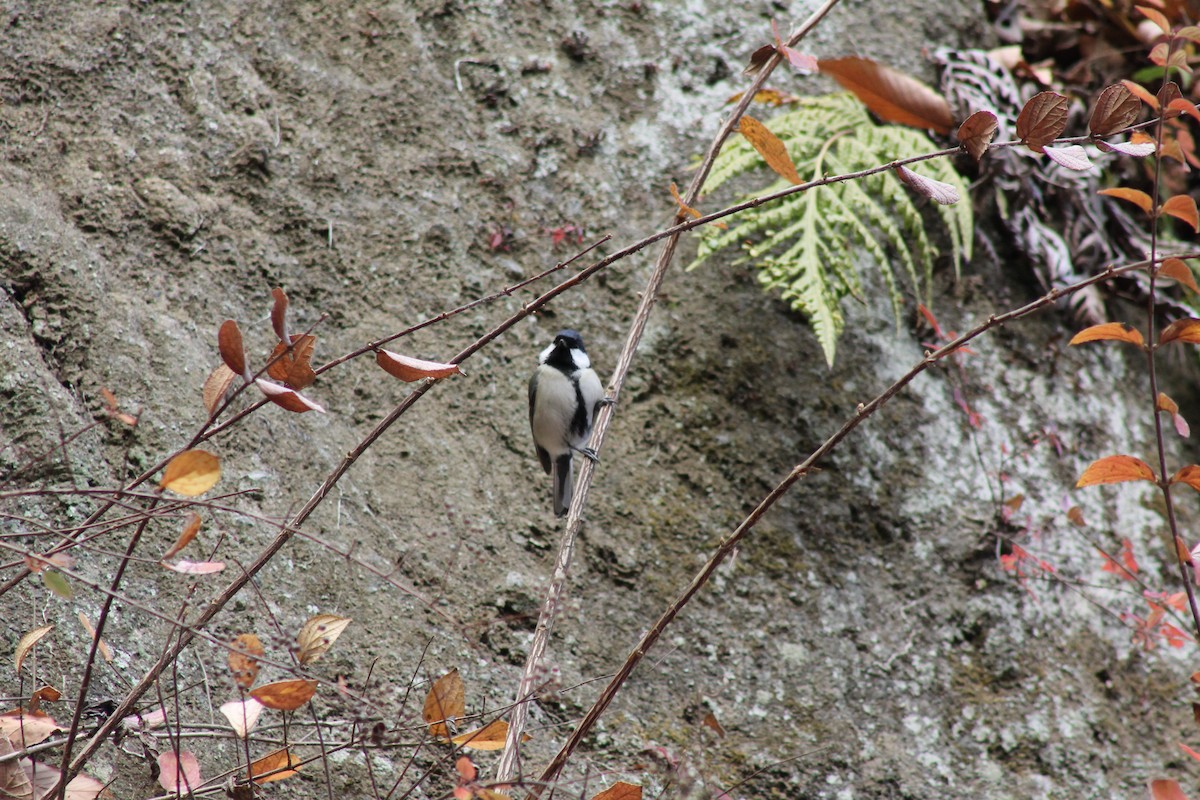 Asian Tit (Japanese) - ML647173058