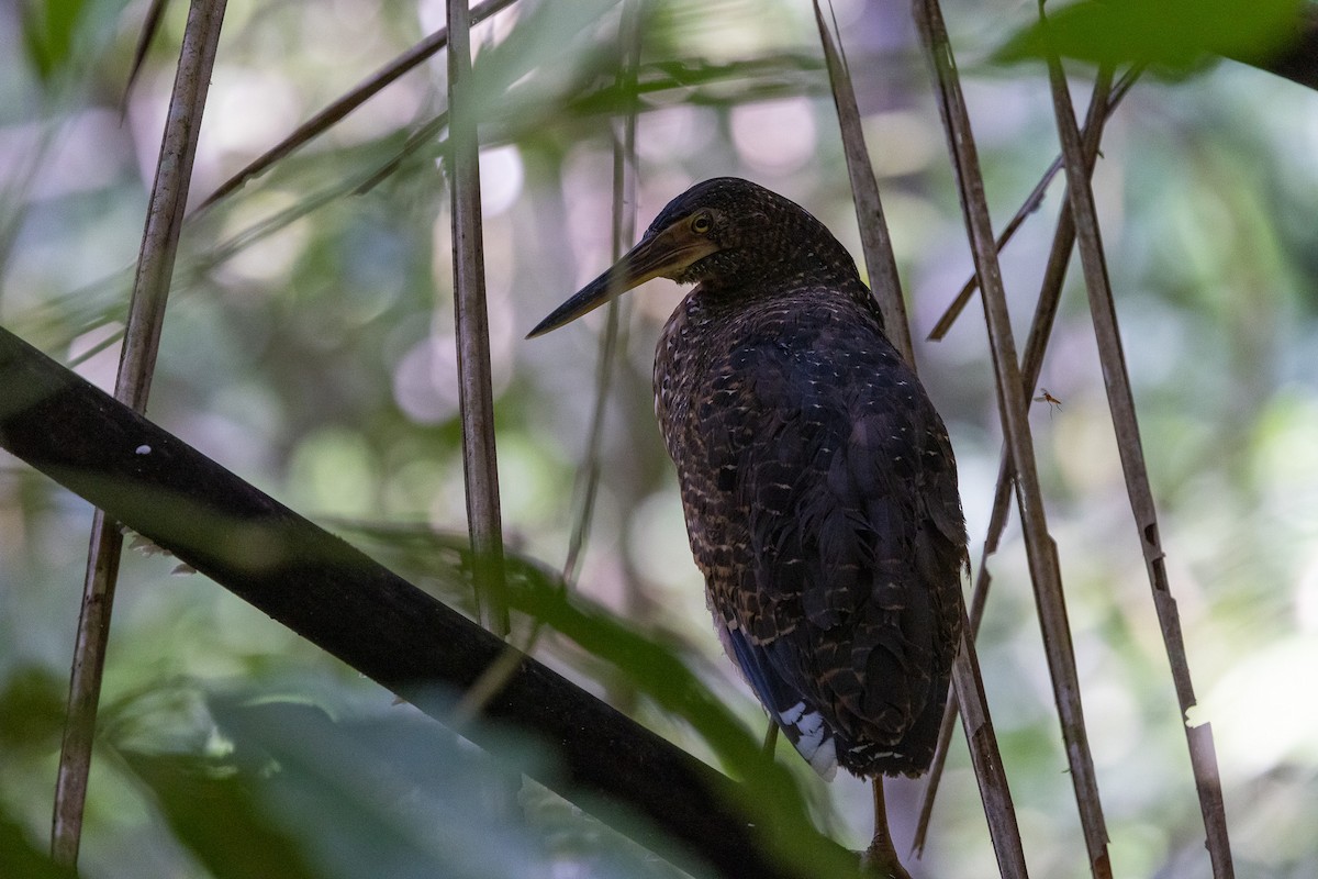 bukač západoafrický - ML647173070