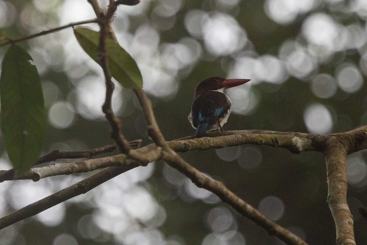 ledňáček čokoládový - ML647173079