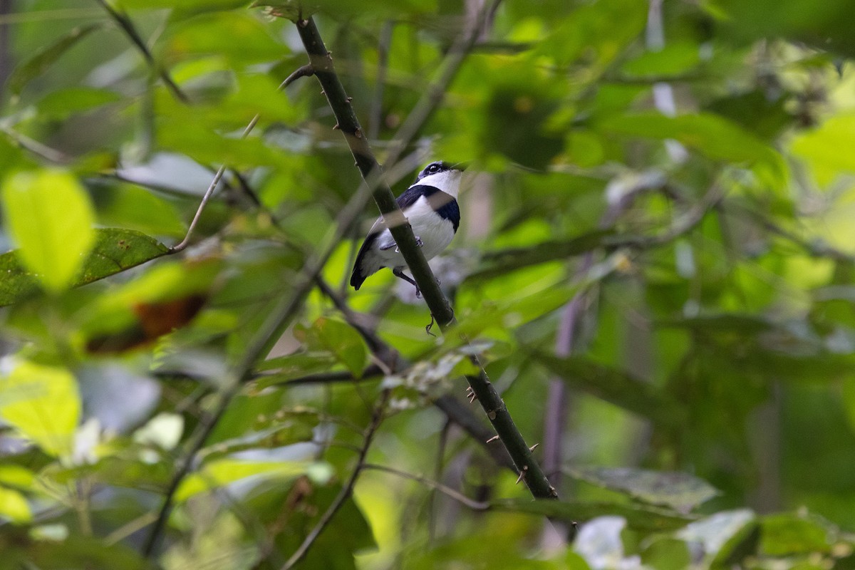 lesknáček západoafrický - ML647173085