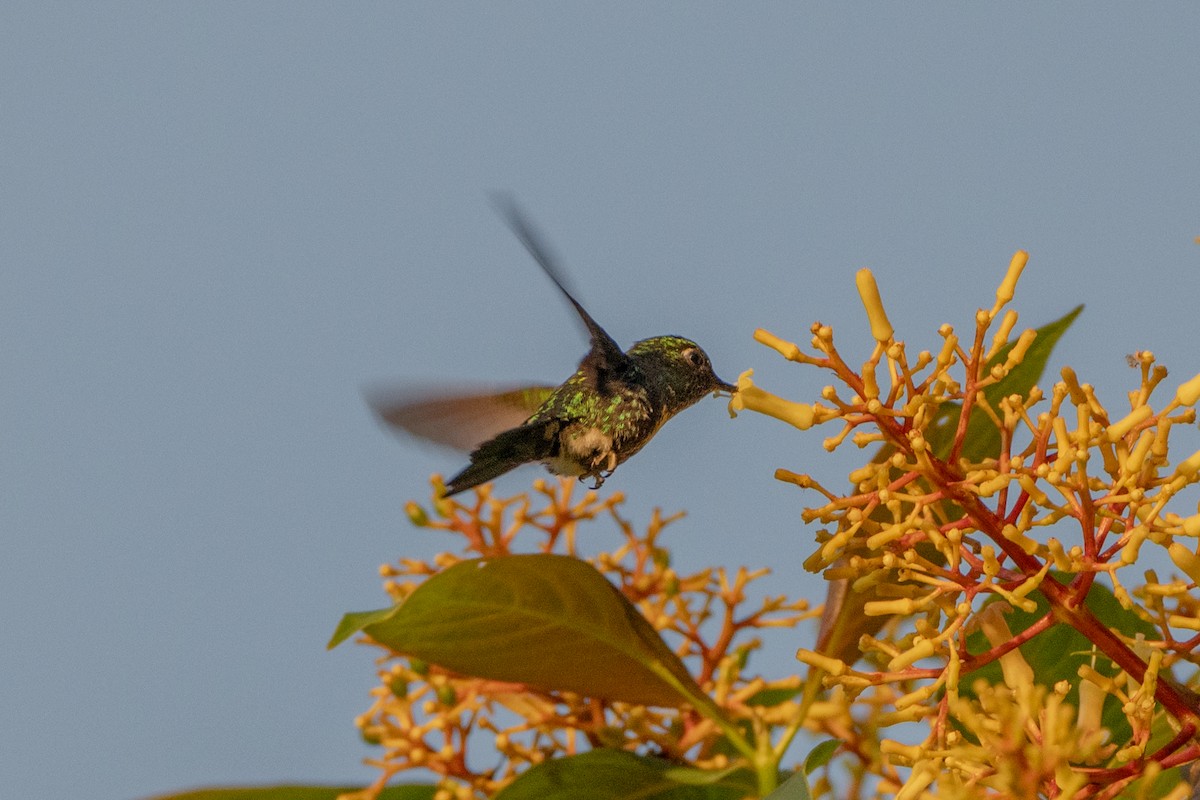Emerald-bellied Puffleg - ML647173087