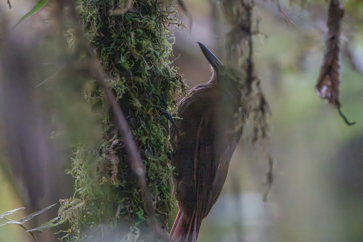 Tyrannine Woodcreeper - ML647173088