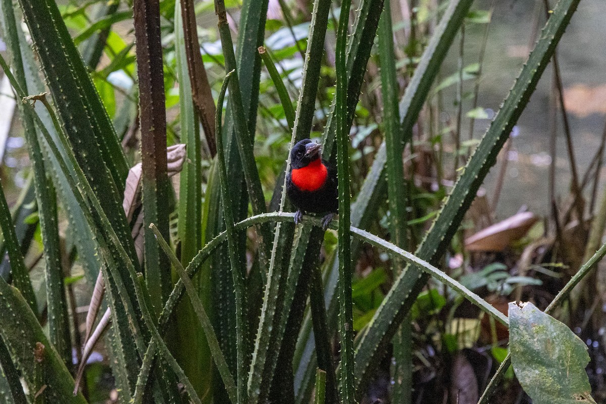 Blue-billed Malimbe - ML647173090