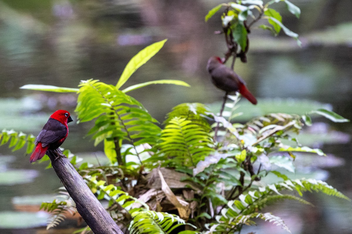 Black-bellied Seedcracker - ML647173091