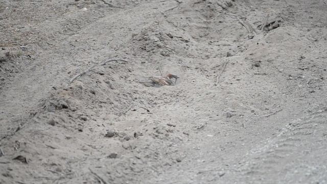 Etxe-txolarrea - ML647173105