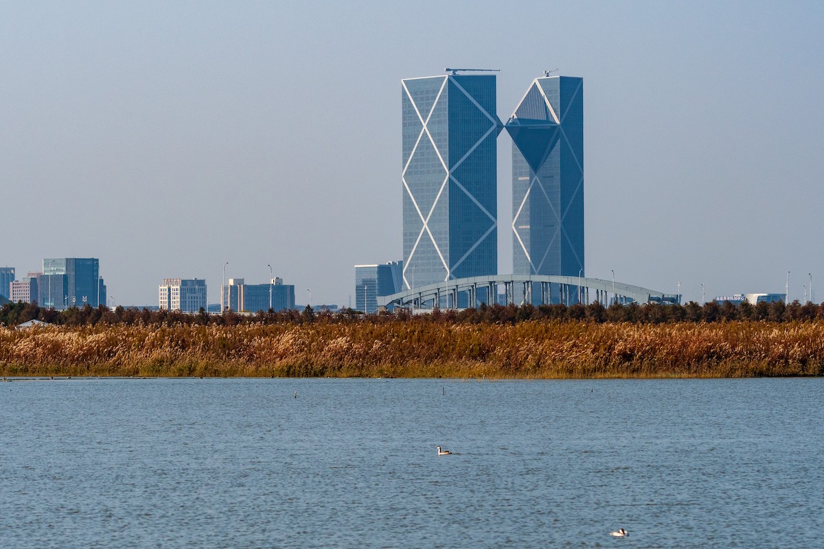 Eared Grebe - ML647173108