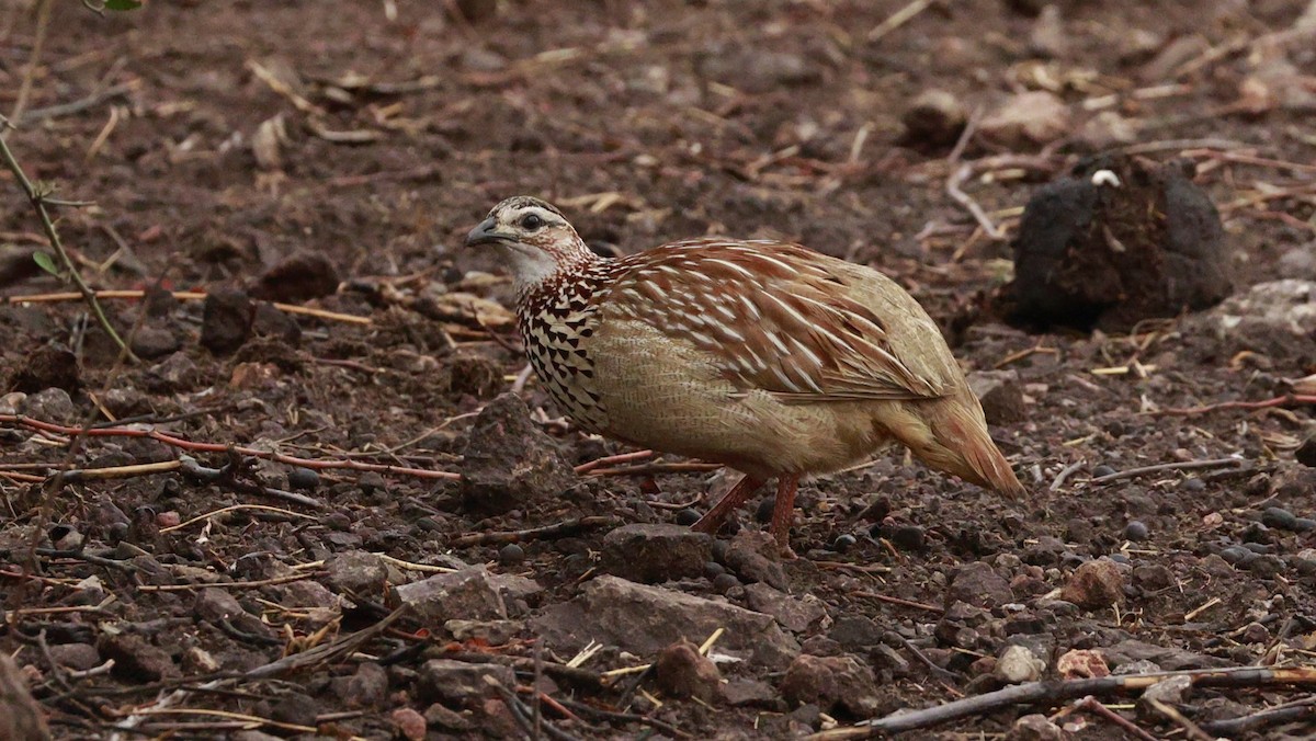 Crested Francolin (Crested) - ML647173128