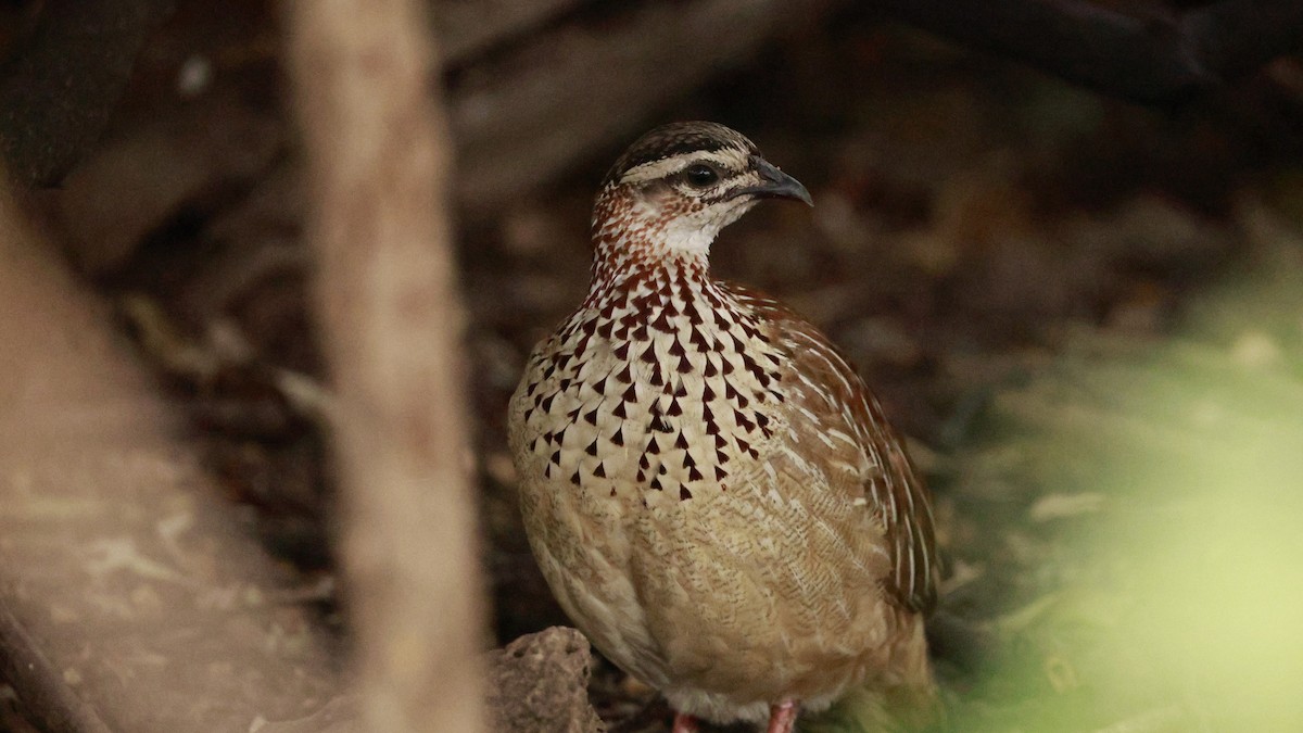 Crested Francolin (Crested) - ML647173129
