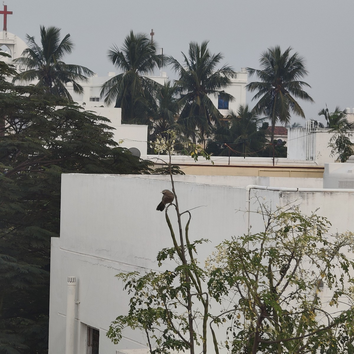 Yellow-billed Babbler - ML647173131